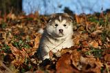ALASKAN MALAMUTE 581